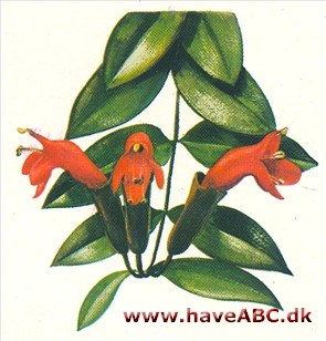 Aeschyn­anthus - Aeschynanthus