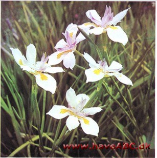 Afrikansk Iris - Moraea iridioides (syn. Dieres grandiflora)