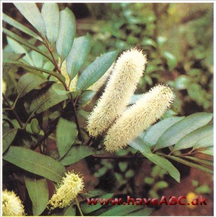 Afrikansk Rødel - Cunonia capensis Afrikansk Rødel - Cunonia capensis