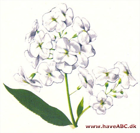 Aftenstjerne - Hesperis matronalis Aftenstjerne - Hesperis matronalis