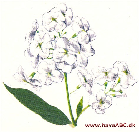 Aftenstjerne - Hesperis matronalis