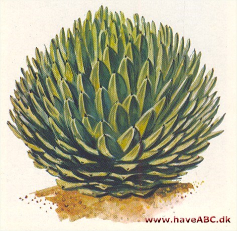 Agave - Agave