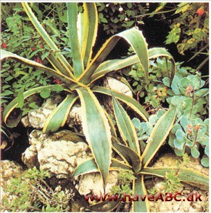 Agave americana Agave americana