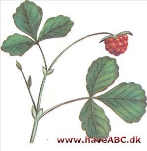 Agerbær - Rubus arcticus
