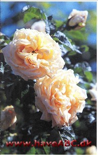 Agnes rose Blomsterne ligner slet ikke rugosa rosers og bladene heller ikke, men de mange torne er typiske. Trods dem er 'Agnes' elskelig - med smukke gule blomster og en vidunderlig duft!