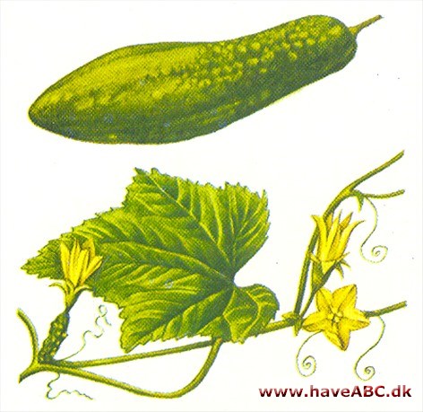 Agurk - Cucumis sativus