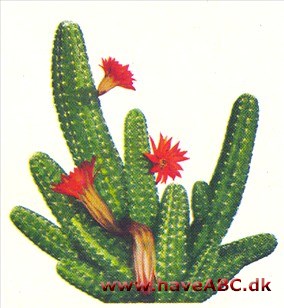 Agurkekaktus - Chamaecereus Agurkekaktus - Chamaecereus