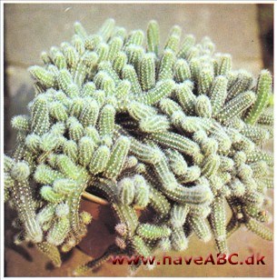 Agurkkaktus - Chamaecereus silvestrii Agurkkaktus - Chamaecereus silvestrii