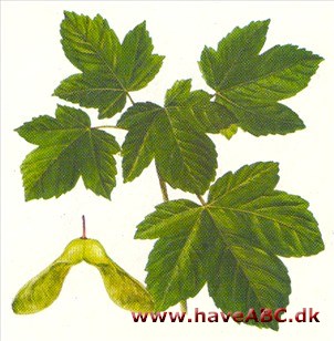 Ahorn - Acer pseudoplatanus