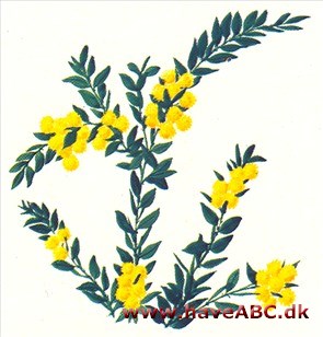 Akacie - Acacia Akacie - Acacia