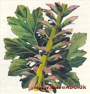 Akantus - Acanthus