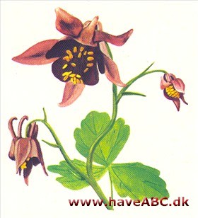 Akeleje - Aquilegia hybrida