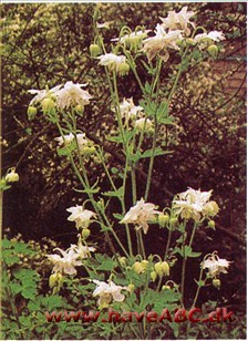 Akeleje – Aquilegia † Akeleje – Aquilegia †