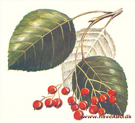 Akselrøn - Sorbus aria