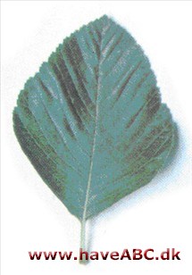 Akselrøn - Sorbus aria. Akselrøn - Sorbus aria.