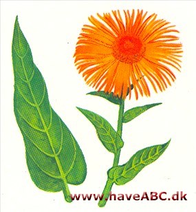 Alant - Inula Alant - Inula