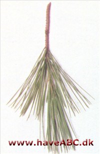 Aleppofyr - Pinus halepensis