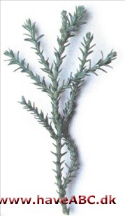 Alerce, Patagonisk cypres - Fitzroya cupressoides Alerce, Patagonisk cypres - Fitzroya cupressoides