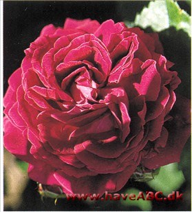 Kært barn har mange navne. Foruden det mest benyttede, 'Alfred Colomb', er rosen optaget i gamle, franske plan­teskolekataloger som 'Mme Brosse', 'Bonoit Conte', 'Marshall P. Wilder', 'Wilhelm Kölle'