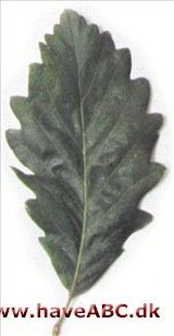 Algerisk eg - Quercus canariensis Algerisk eg - Quercus canariensis