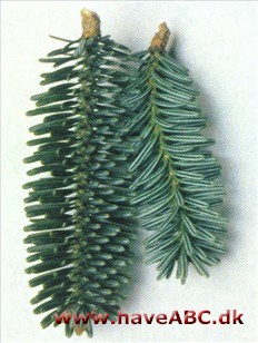 Algerisk ædelgran - Abies numidica Algerisk ædelgran - Abies numidica