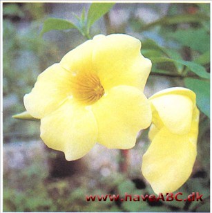 Allamanda - Allamanda cathartica