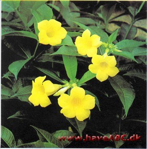 Allamanda - Allamanda neriifolia Allamanda - Allamanda neriifolia