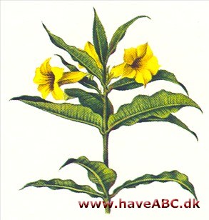 Allamanda - Allamanda