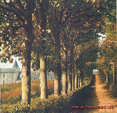 Allétræer Allétræer