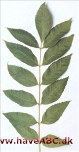 Almindelig ask - Fraxinus excelsior