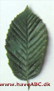 Almindelig avnbøg - Carpinus betulus