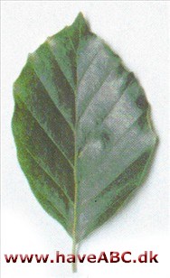Almindelig bøg - Fagus sylvatica Almindelig bøg - Fagus sylvatica