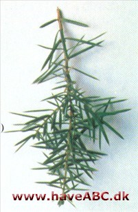 Almindelig ene - Juniperus communis