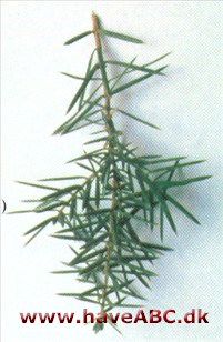 Almindelig ene - Juniperus communis Almindelig ene - Juniperus communis