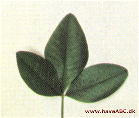 Almindelig guldregn - Laburnum anagyroides