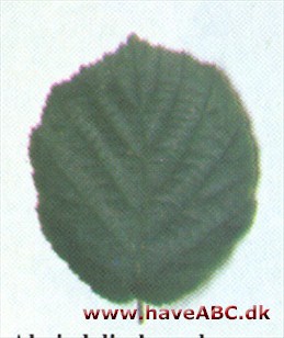 Almindelig hassel - Corylus avellana