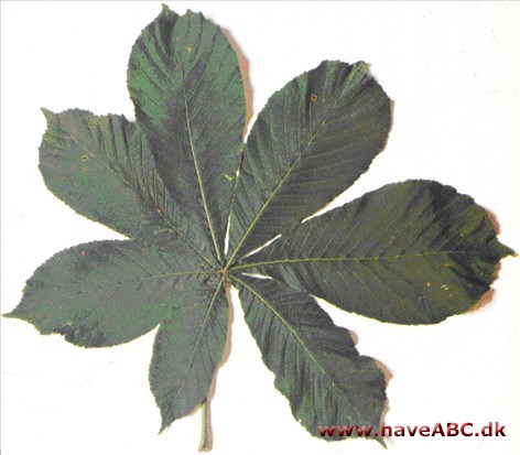 Almindelig hestekastanie - Aesculus hippocastanum Almindelig hestekastanie - Aesculus hippocastanum