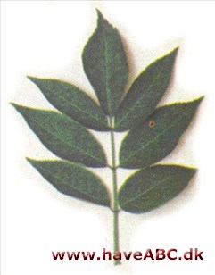 Almindelig hyld - Sambucus nigra