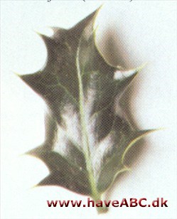 Almindelig kristtorn - Ilex aquifolium