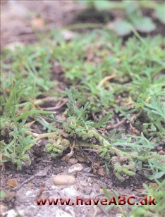 Almindelig ravnefod - Coronopus squamatus Det er små diskrete, for det meste forårsblomstrende ukrudtsplanter, er almindelige i dyrket jord. De har hvide blomster, der er så små, at de næsten er usynlige
