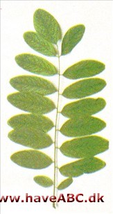 Almindelig robinie - Robinia pseudoacacia Almindelig robinie - Robinia pseudoacacia
