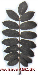 Almindelig røn - Sorbus aucuparia Almindelig røn - Sorbus aucuparia