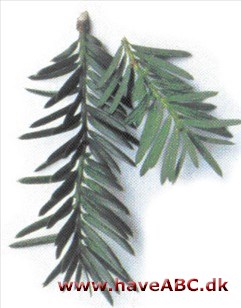 Almindelig taks - Taxus baccata Almindelig taks - Taxus baccata