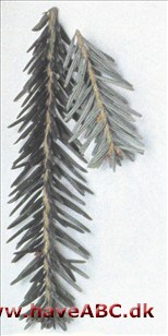 Almindelig ædelgran - Abies alba Almindelig ædelgran - Abies alba