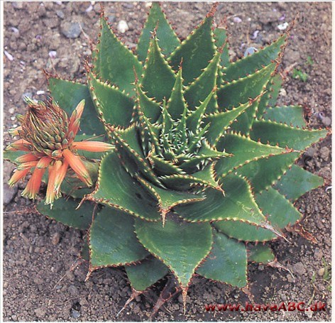 Aloe Aloe