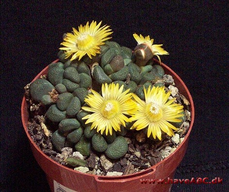 Aloinopsis