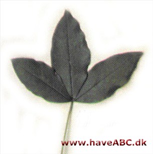 Alpeguldregn - Laburnum alpinum