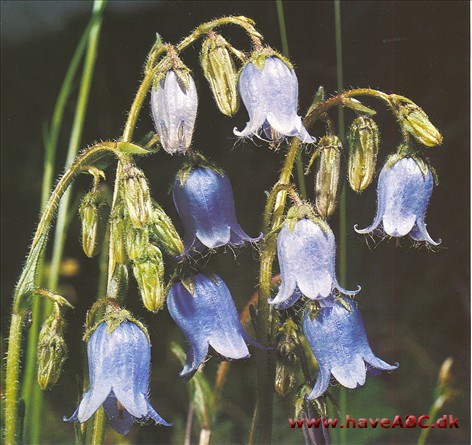 Alpeplanter - Alpine plant