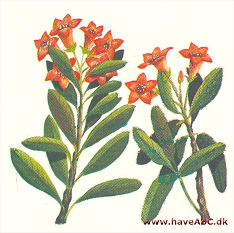 Alperose - Rhododendron ferrugi­neum/hirsutum