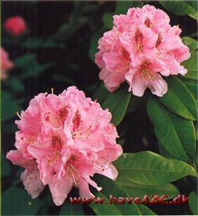 Alperose – Rhododendron †